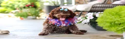 Lagotto Romagnolo dogs for sale: Maisie - Ad 3