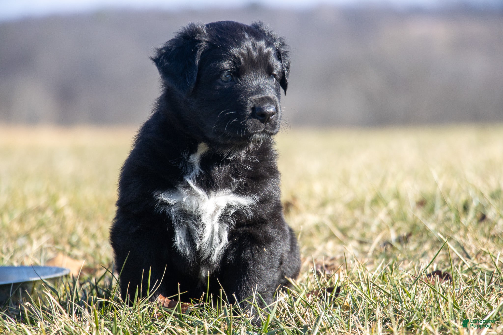 Australian Shepherd dogs Dasher - Ad 21