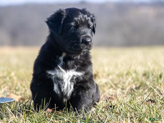 Australian Shepherd dogs Dasher - Ad 14