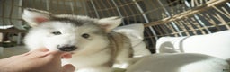Alaskan Malamute dogs for sale: Xiao Lv - Ad 7