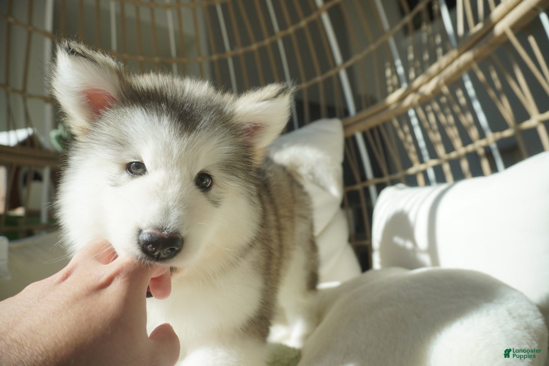 Alaskan Malamute dogs for sale: Xiao Lv - Ad 7