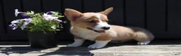 Welsh Corgi Pembroke dogs for sale: Sawyer - Ad 3