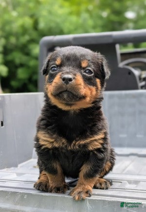 Rottweiler dogs Tunderbird - Ad 1