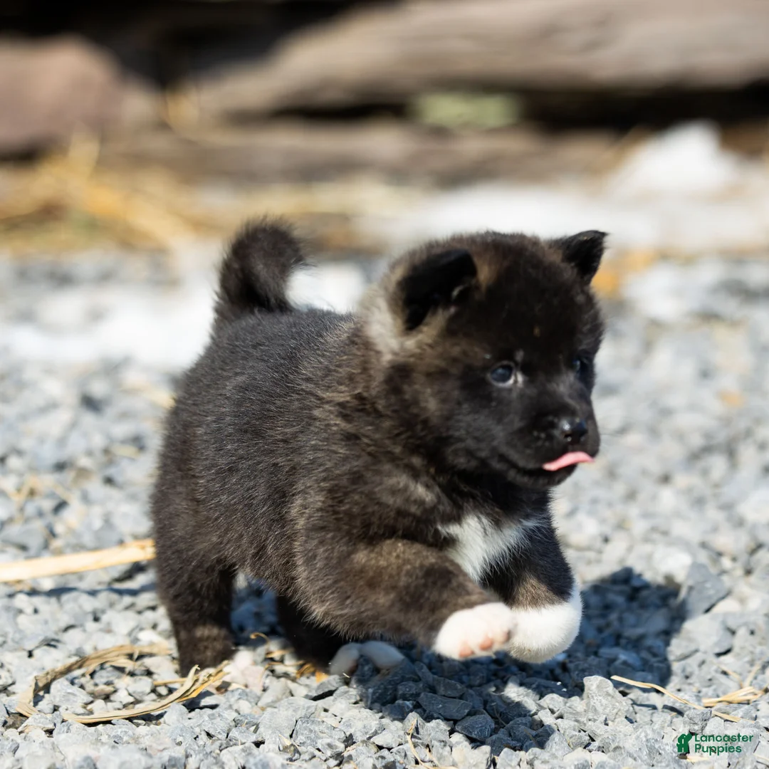 Akita dogs for sale: Fuji Akita Puppy  - Ad 1