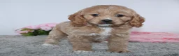 Cockapoo dogs for sale: Karla - Ad 2