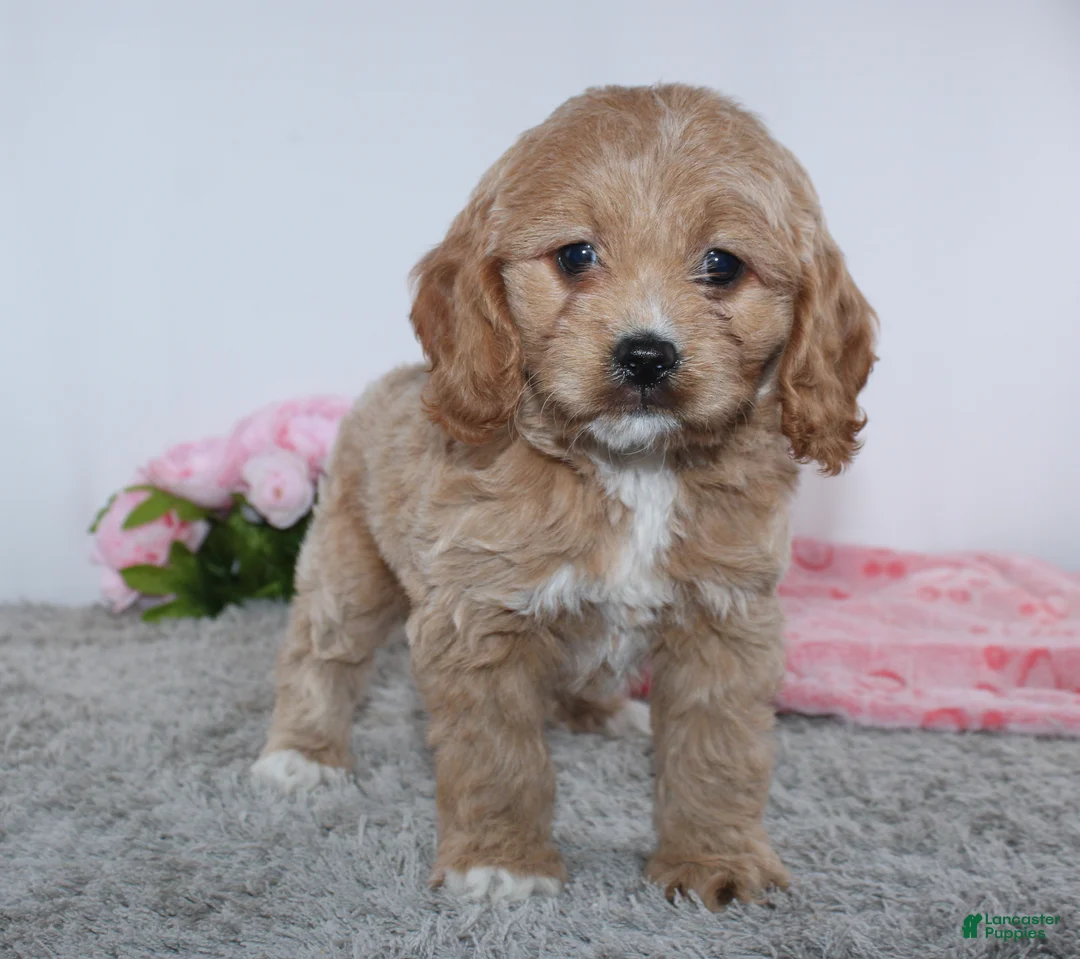 Cockapoo dogs for sale: Karla - Ad 2