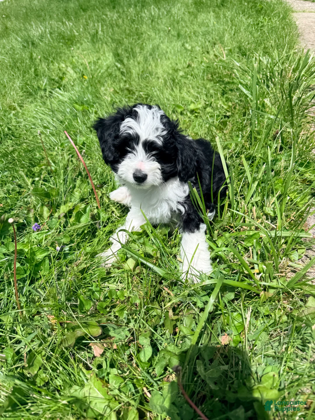 Mini Aussiedoodle dogs for sale: Sosa - Ad 2