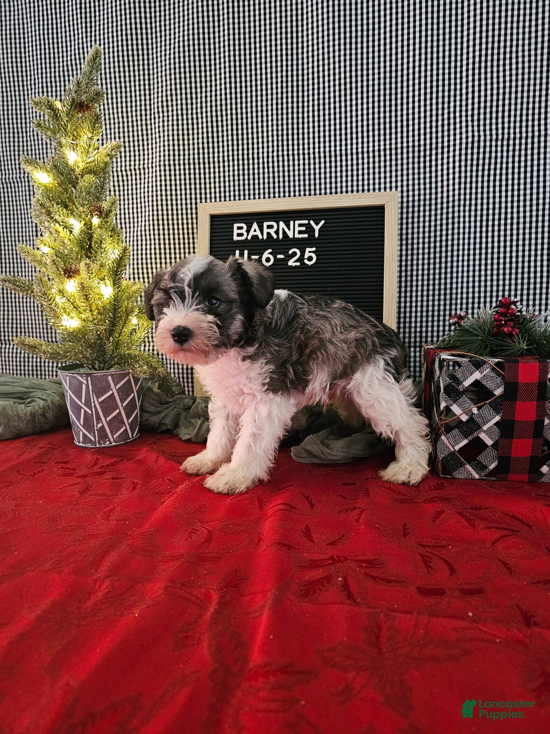 Miniature Schnauzer dogs for sale: Barney - Ad 2