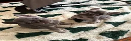 French Bulldog dogs for sale: Charlie brown  - Ad 5