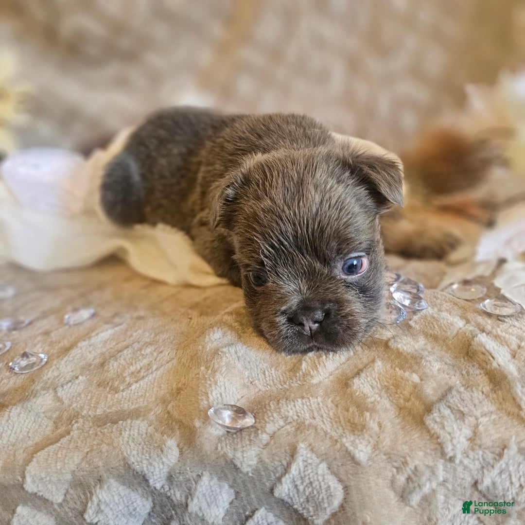 French Bulldog dogs for sale: Biscotti AKC Fluffy  - Ad 2
