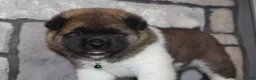Akita dogs for sale: AKC Bear - Ad 3