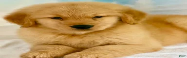 Golden Retriever 7