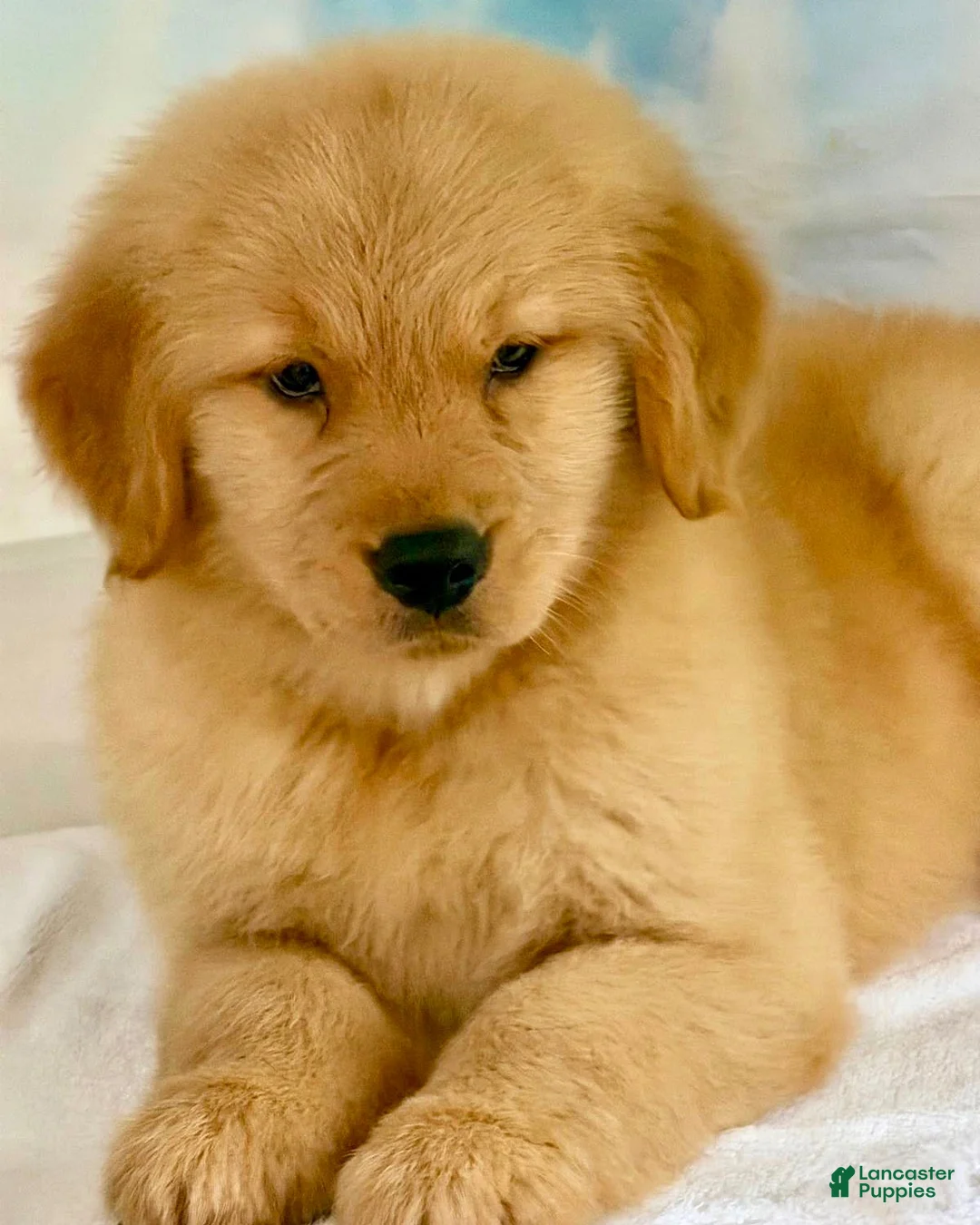 Golden Retriever dogs for sale: Golden Retriever 7 - Ad 1