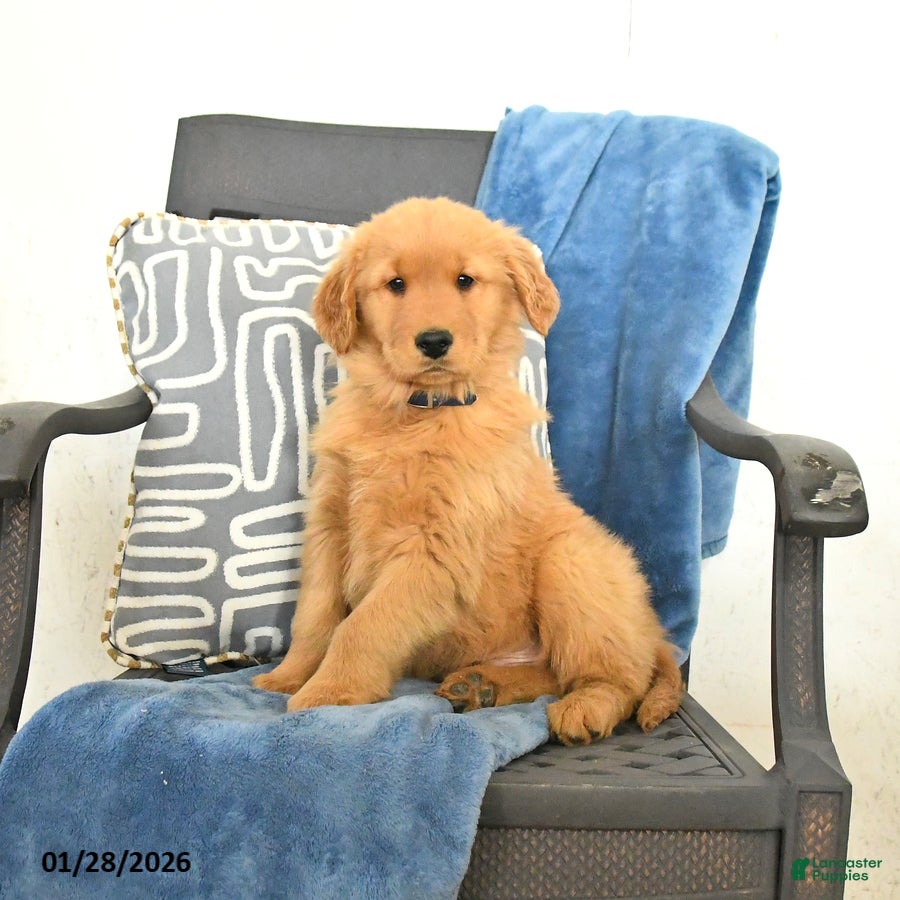 Golden Retriever dogs Jeff - Ad 1