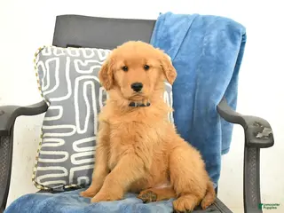 Golden Retriever dogs Jeff - Ad 1