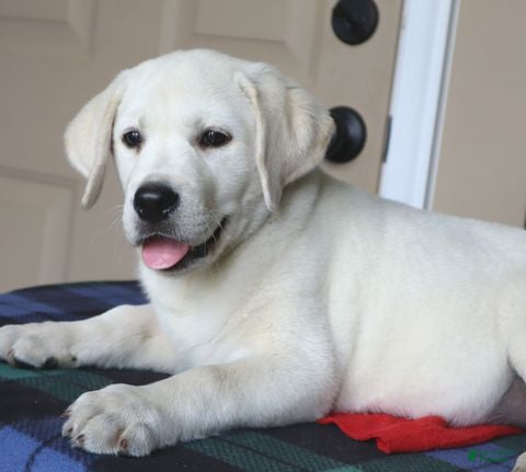 Labrador Retriever dogs Hudson - champion lines - Ad 1