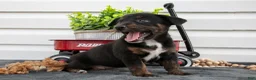 Jack Chi dogs for sale: Bindy - Ad 3