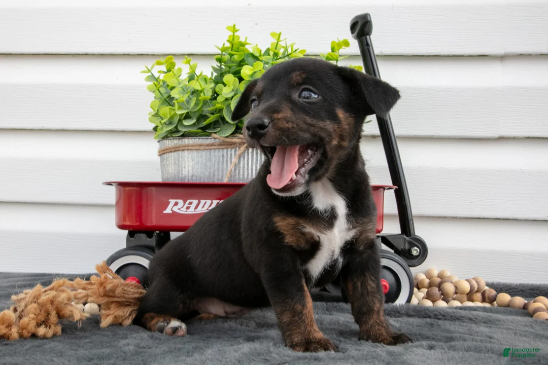 Jack Chi dogs for sale: Bindy - Ad 3