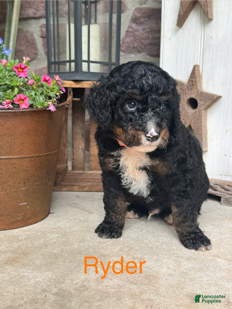 Mini Bernedoodle dogs Ryder - Ad 1