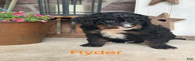 Ryder