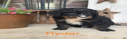 Mini Bernedoodle dogs for sale: Ryder - Ad 1