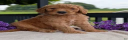 Goldendoodle dogs for sale: Parker - Ad 19