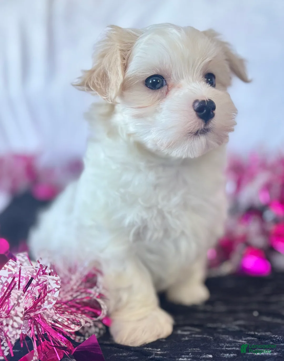 Maltese dogs for sale: Colton - Ad 20