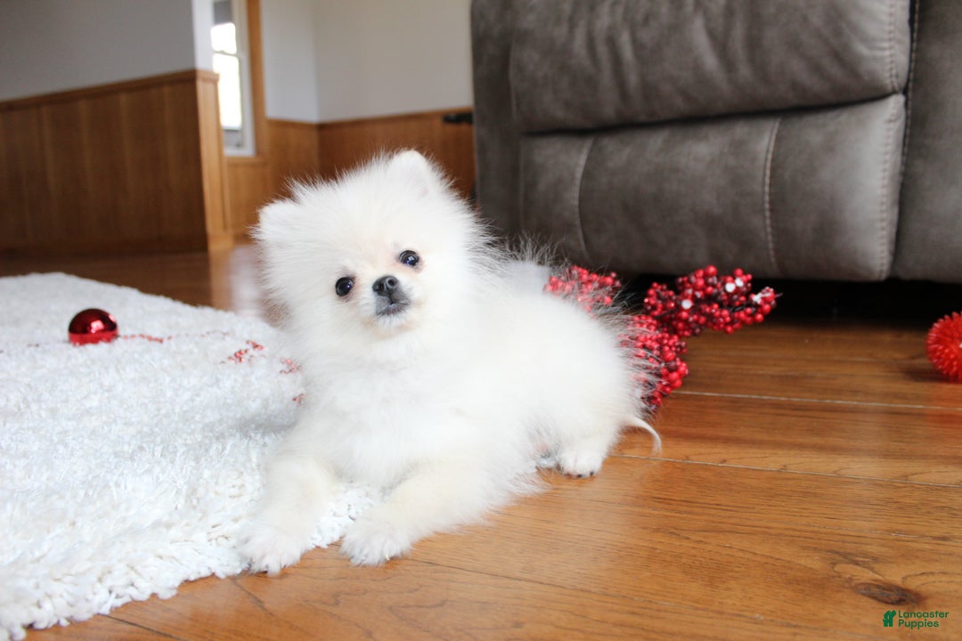Pomeranian dogs for sale: Teacup Tony - Ad 19