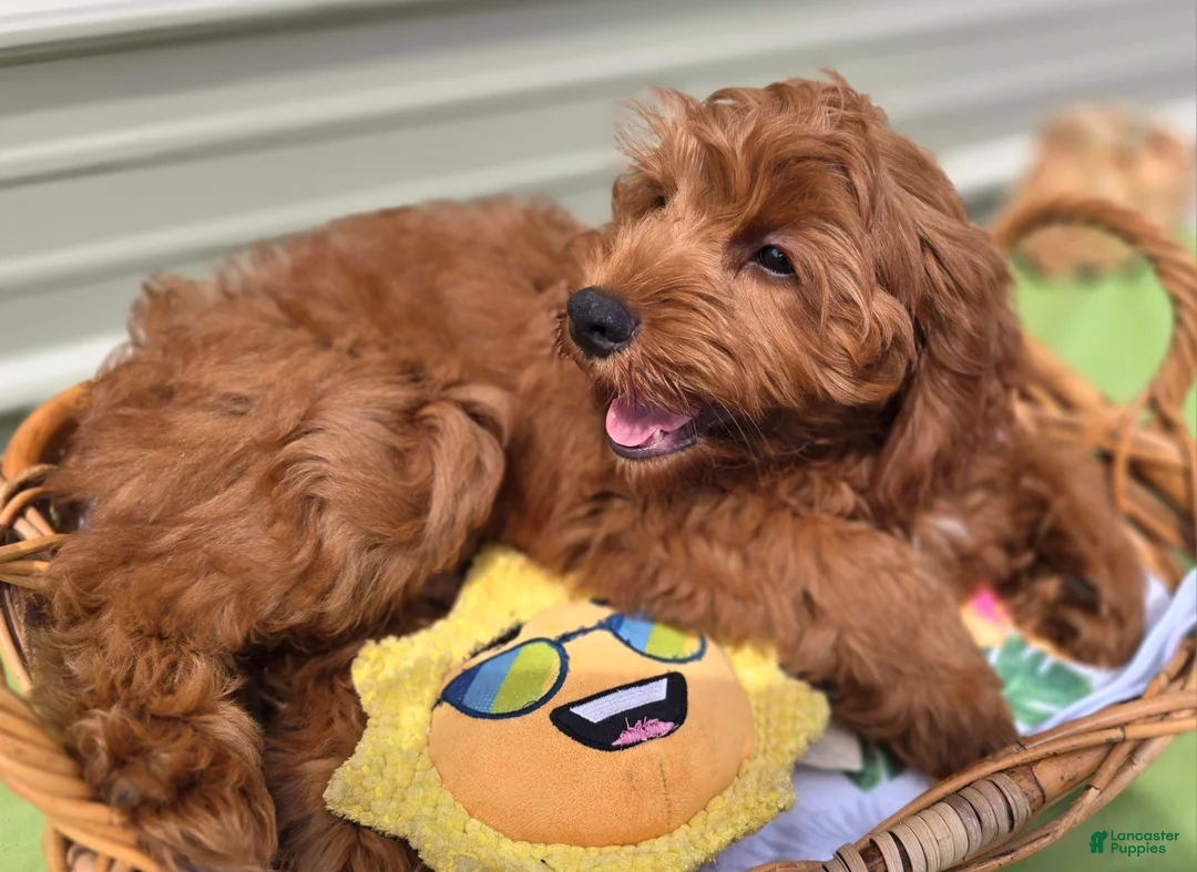 Cockapoo dogs for sale: Milan - Ad 2