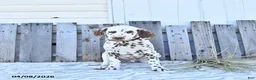 Dalmatian dogs for sale: Jett - Ad 3