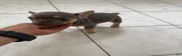 French Bulldog dogs for sale: Lilac female  - Ad 2