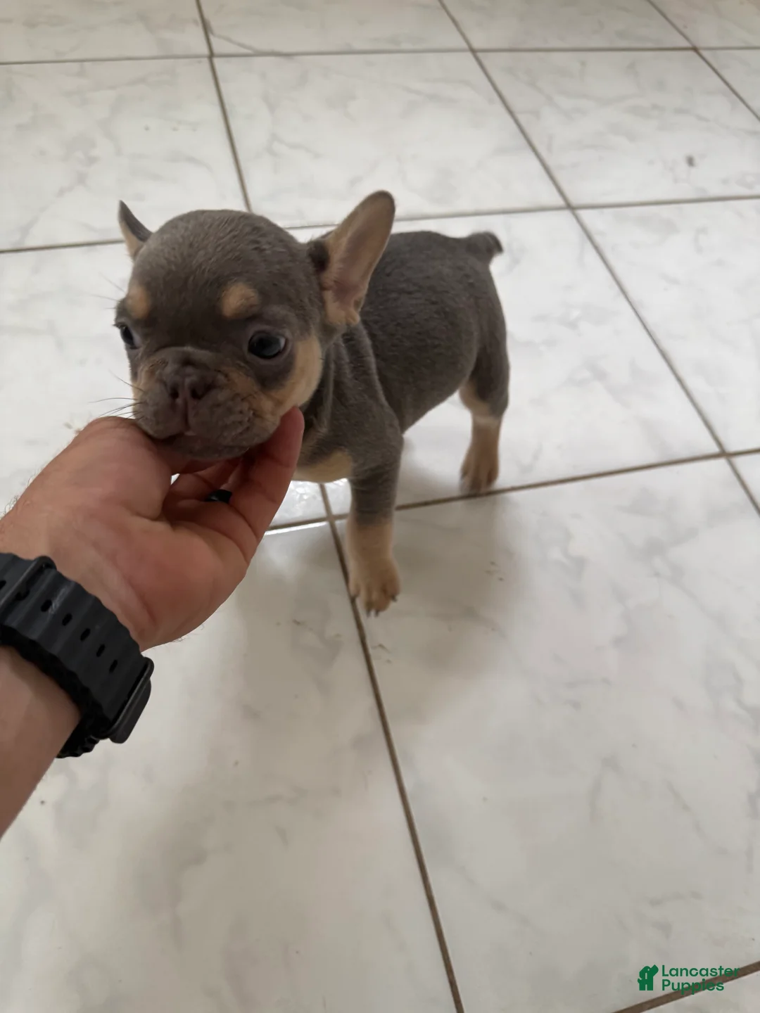 French Bulldog dogs for sale: Lilac female  - Ad 2