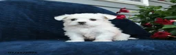 Maltese dogs for sale: Lily - Ad 5