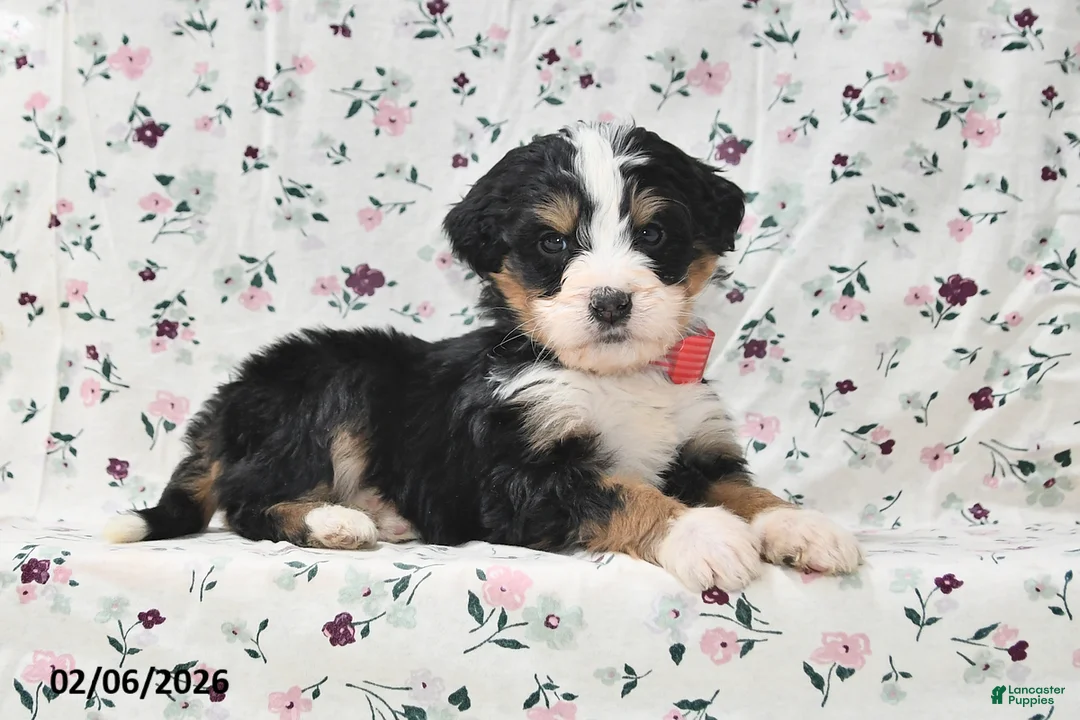 Bernedoodle dogs for sale: Boo - Ad 5