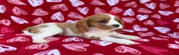 Cavalier King Charles Spaniel dogs for sale: Noel - Ad 5