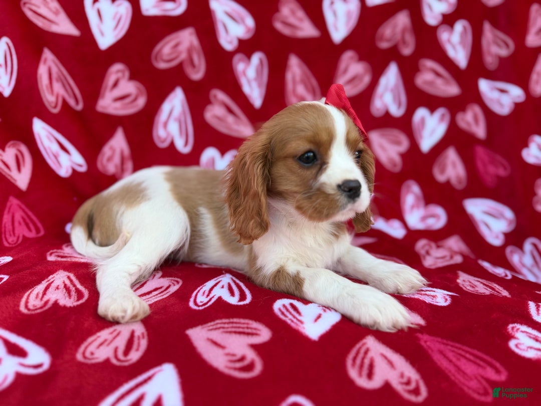 Cavalier King Charles Spaniel dogs for sale: Noel - Ad 5