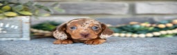 Miniature Dachshund dogs for sale: Tiger - Ad 3