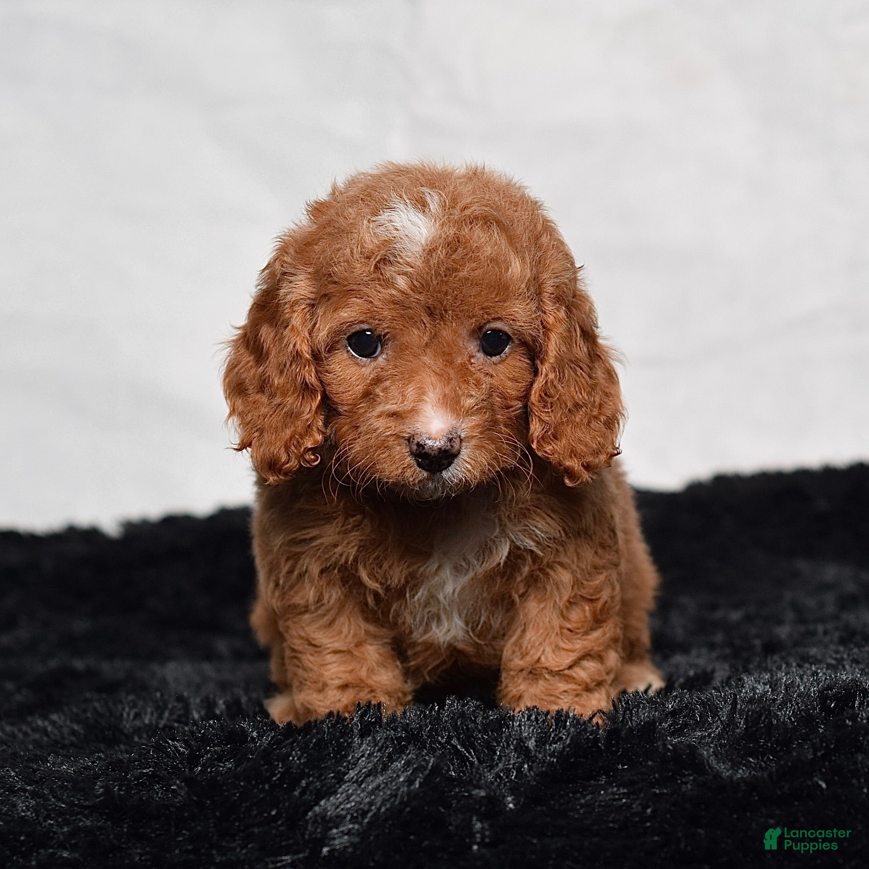 Cavapoo dogs Wendy - Ad 1