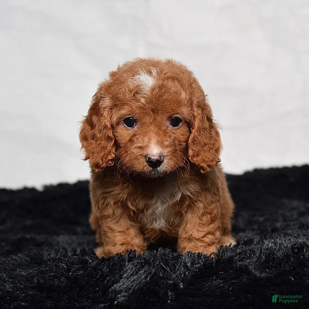 Cavapoo dogs for sale: Wendy - Ad 1