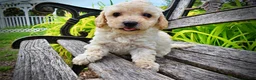 Havapoo dogs for sale: Avalon-SUMMER SALE!! $100 off listed price-this week only!  - Ad 6