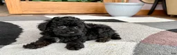 Mixed Breed dogs for sale: Maltipoo/Havanese boy 2  - Ad 5