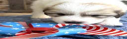 Great Pyrenees dogs for sale: AKC Cheyenne - Ad 3