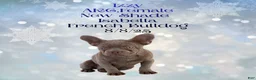 French Bulldog dogs for sale:  “Izzy the Queen: Hazel-Eyed Beauty with Boss Energy & Breeding Potential” - Ad 4