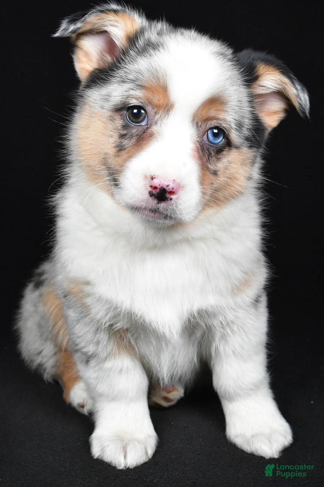 Mixed Breed dogs for sale: Polly - Ad 2