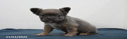 French Bulldog dogs for sale: Jade - Ad 5