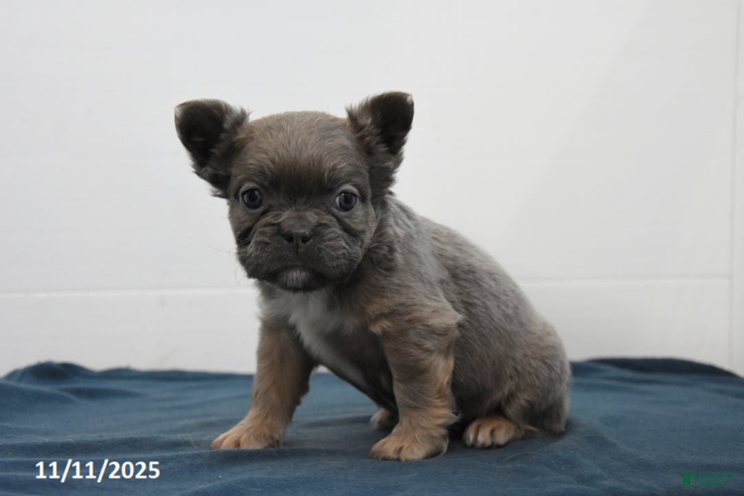 French Bulldog dogs for sale: Jade - Ad 5
