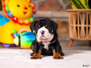 Mixed Breed dogs Chloe - Ad 26