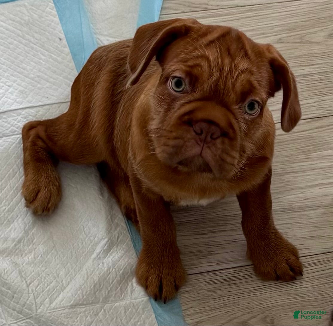 French Bulldog dogs for sale: TuPac - Ad 12