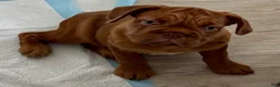French Bulldog dogs for sale: TuPac - Ad 2
