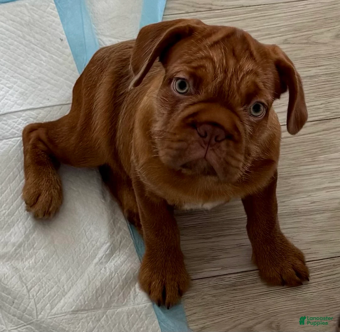French Bulldog dogs for sale: TuPac - Ad 2